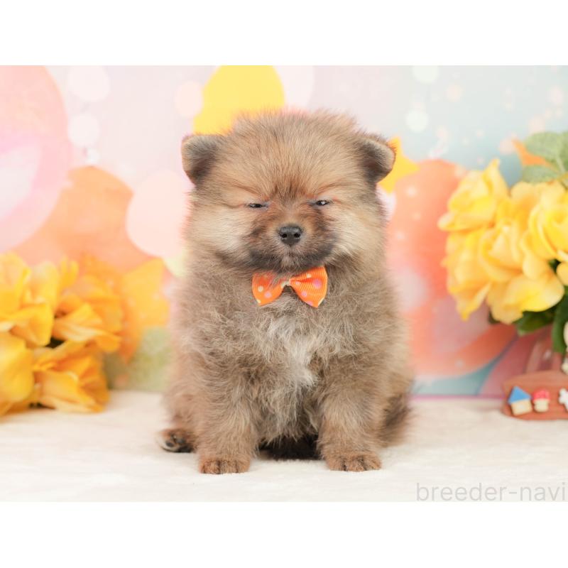 販売中の静岡県のポメラニアン-452942の5枚目