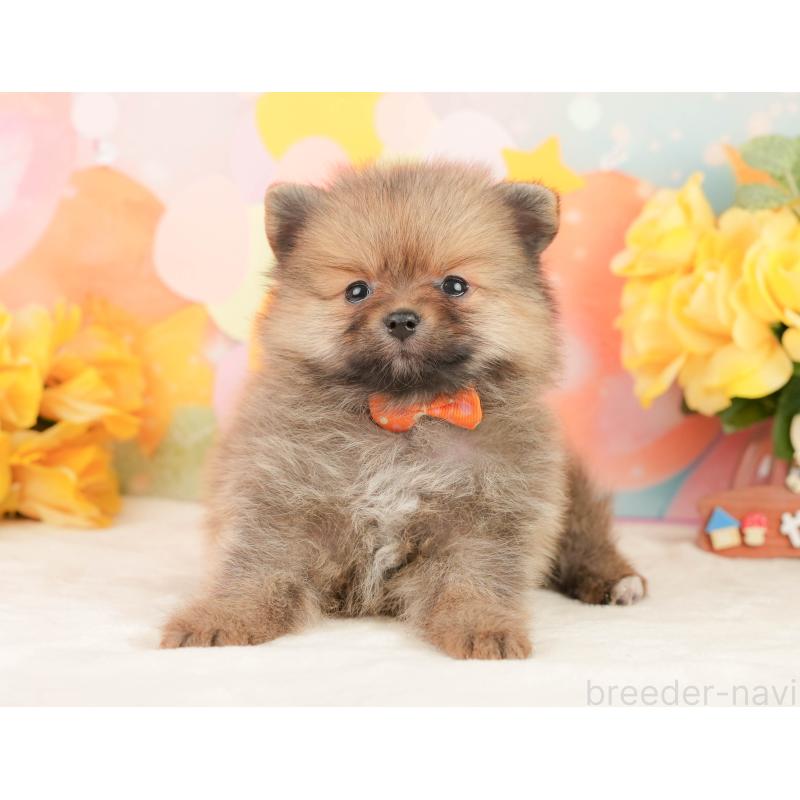 販売中の静岡県のポメラニアン-452942の4枚目