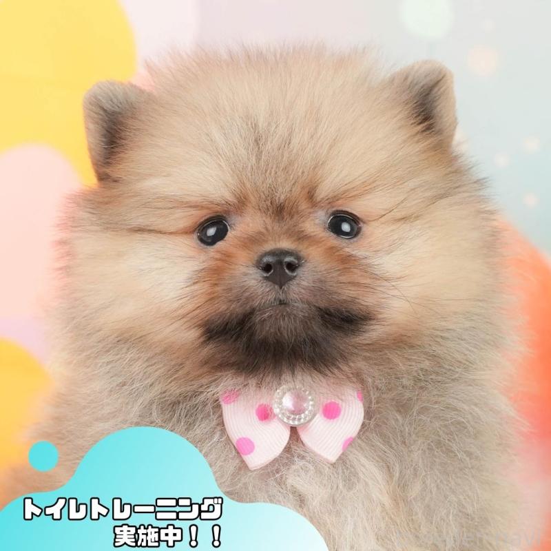 販売中の静岡県のポメラニアン-452941