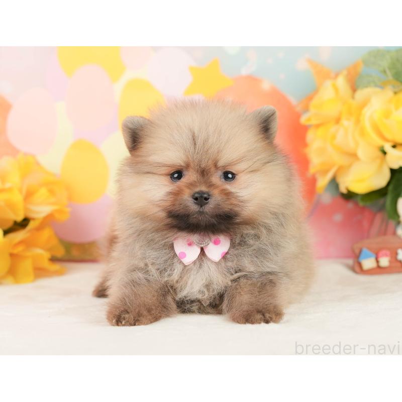 販売中の静岡県のポメラニアン-452941の10枚目