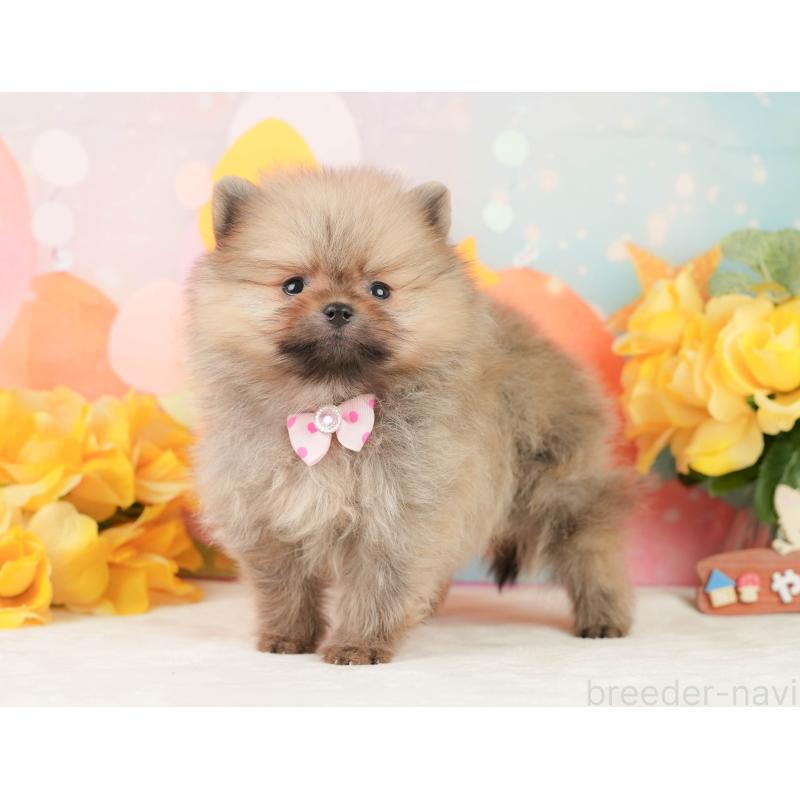 販売中の静岡県のポメラニアン-452941の9枚目