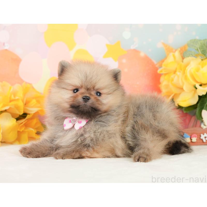 販売中の静岡県のポメラニアン-452941の8枚目