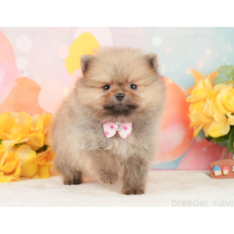 販売中の静岡県のポメラニアン-452941の7枚目