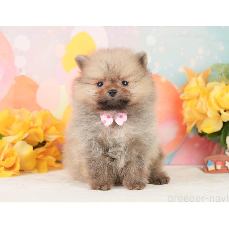 販売中の静岡県のポメラニアン-452941の6枚目