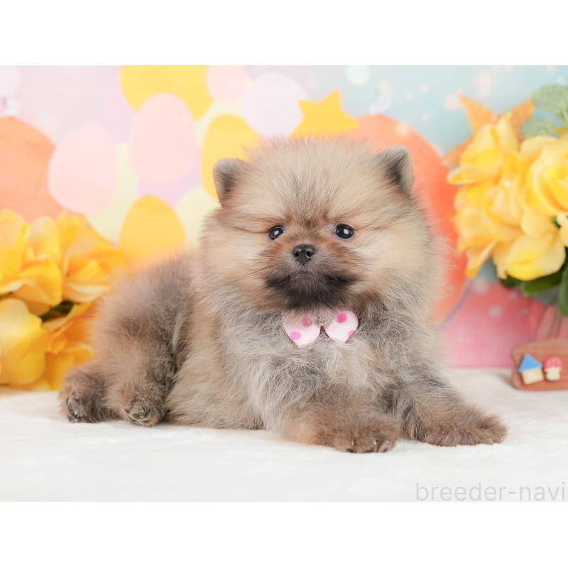 販売中の静岡県のポメラニアン-452941の5枚目