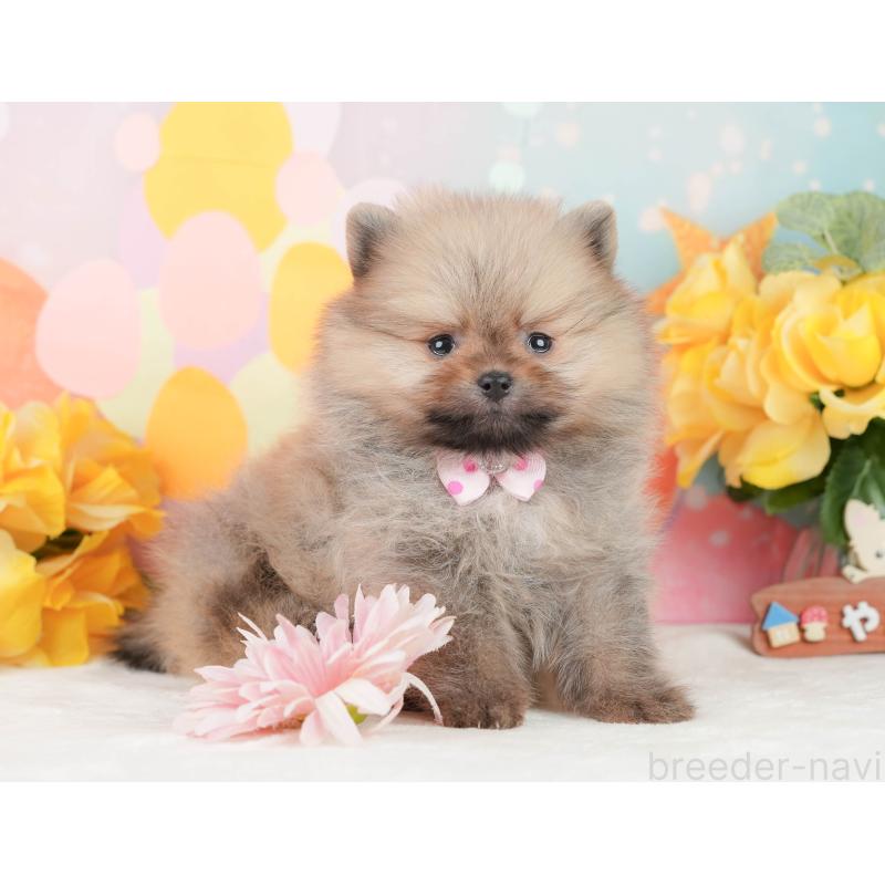 販売中の静岡県のポメラニアン-452941の4枚目