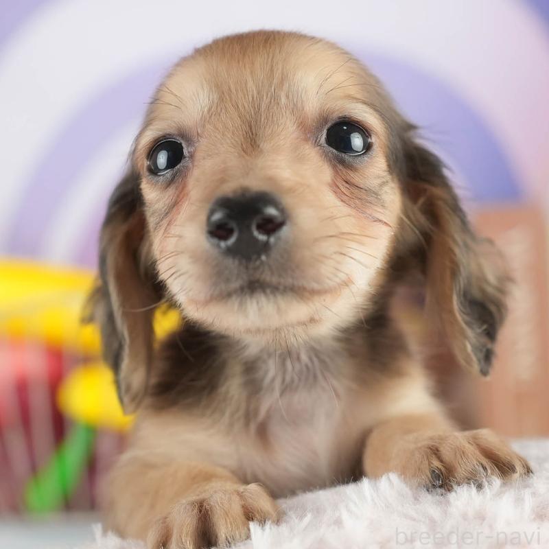 販売中の茨城県のカニンヘンダックスフンド(ロングヘアード)-452674の9枚目