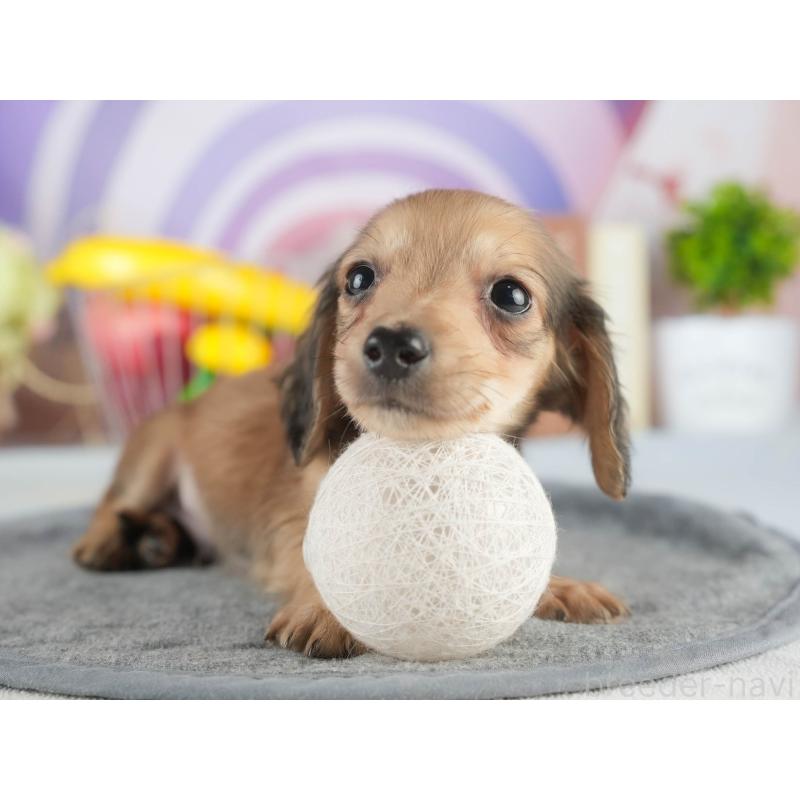 販売中の茨城県のカニンヘンダックスフンド(ロングヘアード)-452674の8枚目