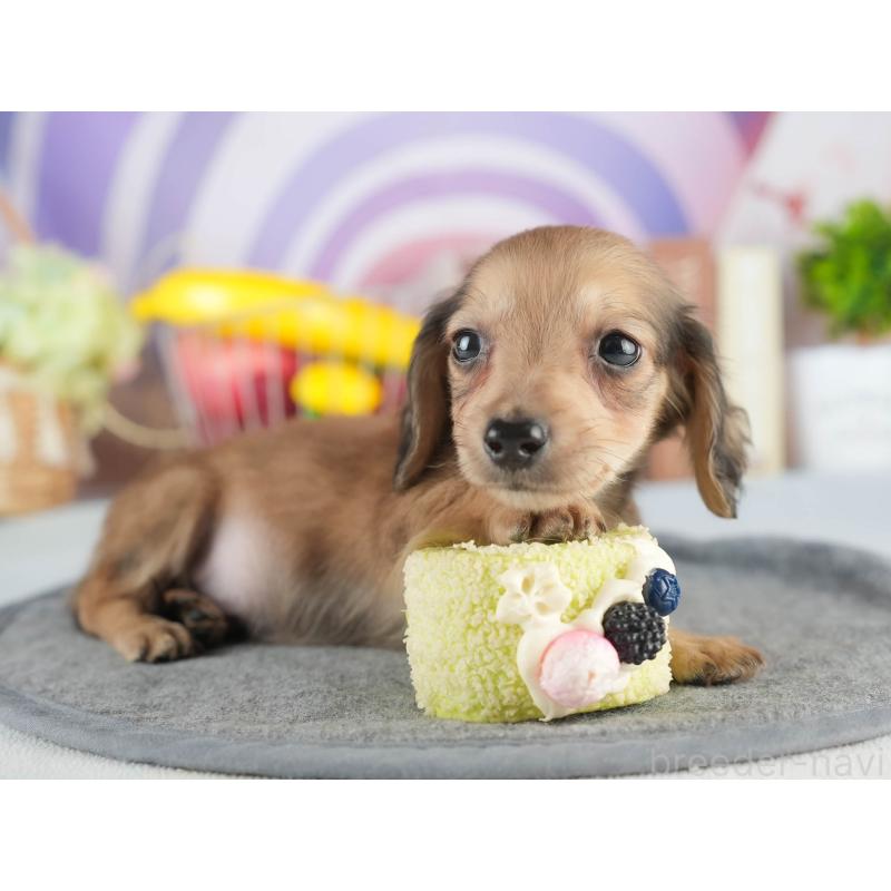 販売中の茨城県のカニンヘンダックスフンド(ロングヘアード)-452674の7枚目