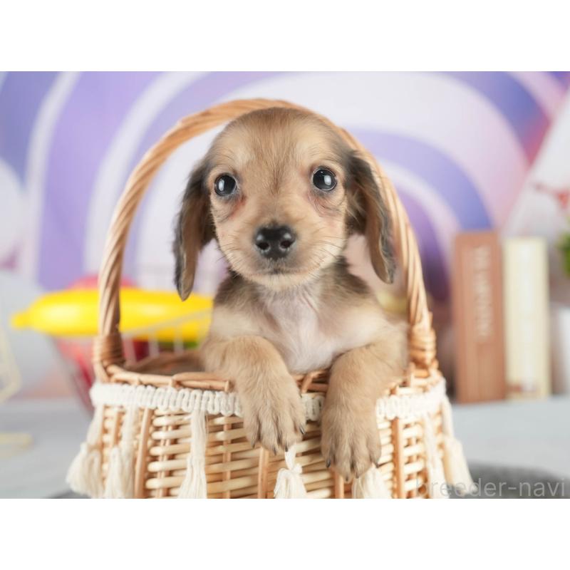 販売中の茨城県のカニンヘンダックスフンド(ロングヘアード)-452674の6枚目