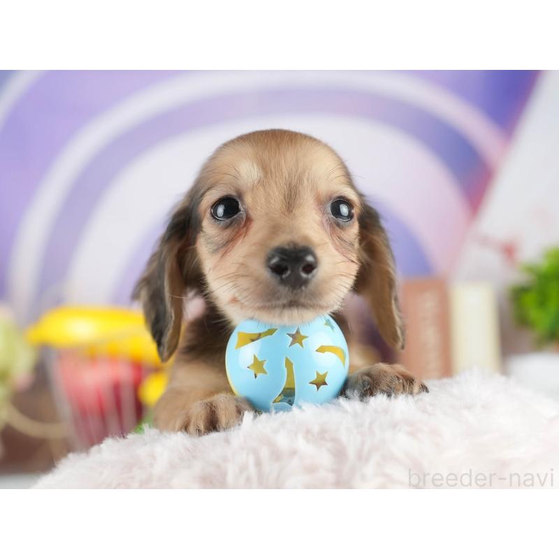 販売中の茨城県のカニンヘンダックスフンド(ロングヘアード)-452674の5枚目