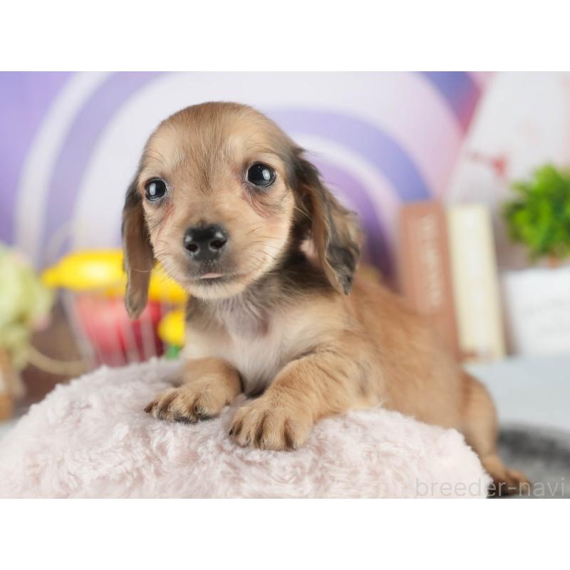 販売中の茨城県のカニンヘンダックスフンド(ロングヘアード)-452674の4枚目