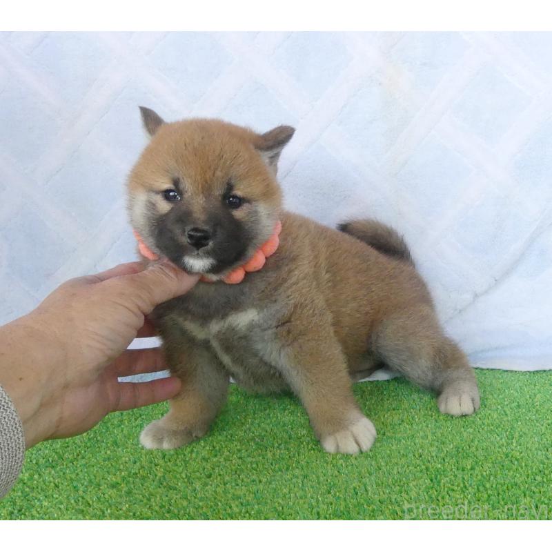 販売中の静岡県の柴犬-452436の4枚目