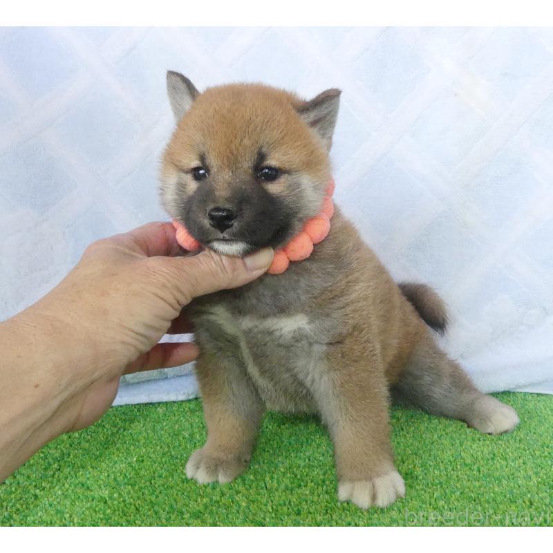 販売中の静岡県の柴犬-452436の3枚目