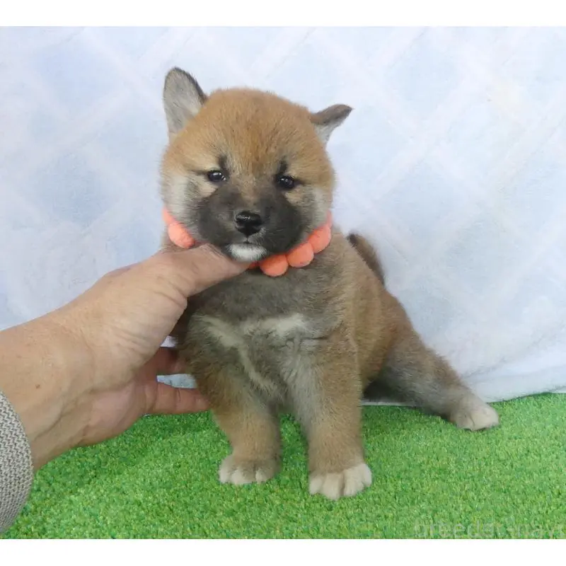 販売中の静岡県の柴犬-452436の2枚目