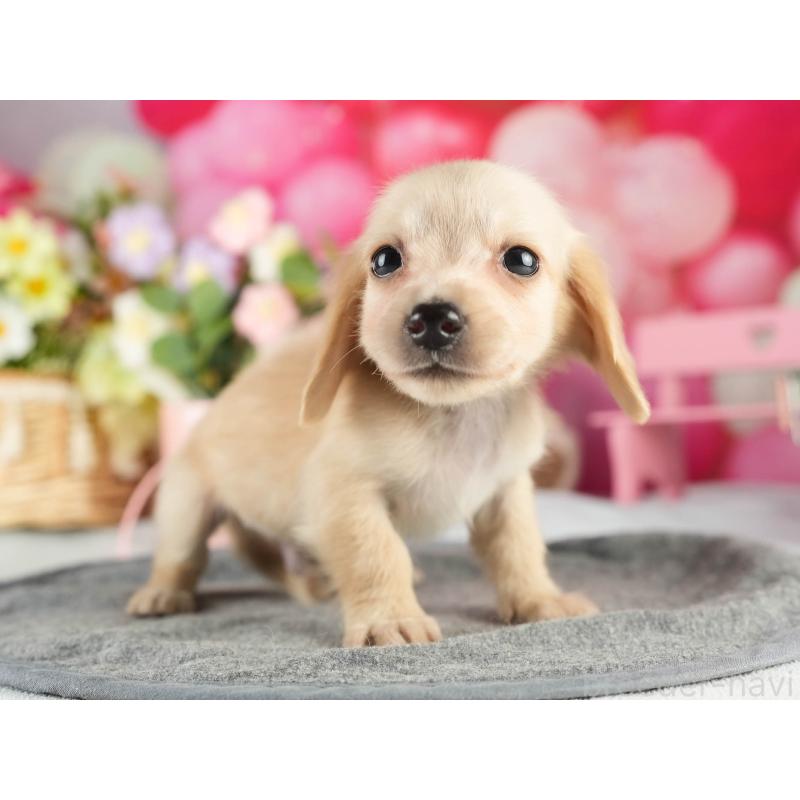 販売中の茨城県のカニンヘンダックスフンド(ロングヘアード)-452675の8枚目