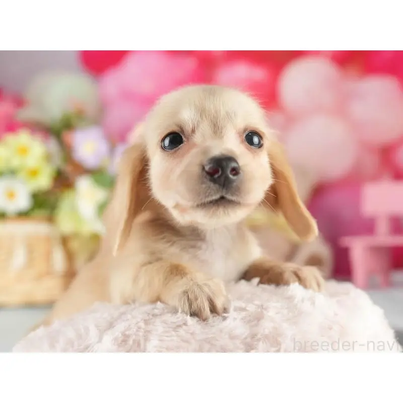 販売中の茨城県のカニンヘンダックスフンド(ロングヘアード)-452675の7枚目