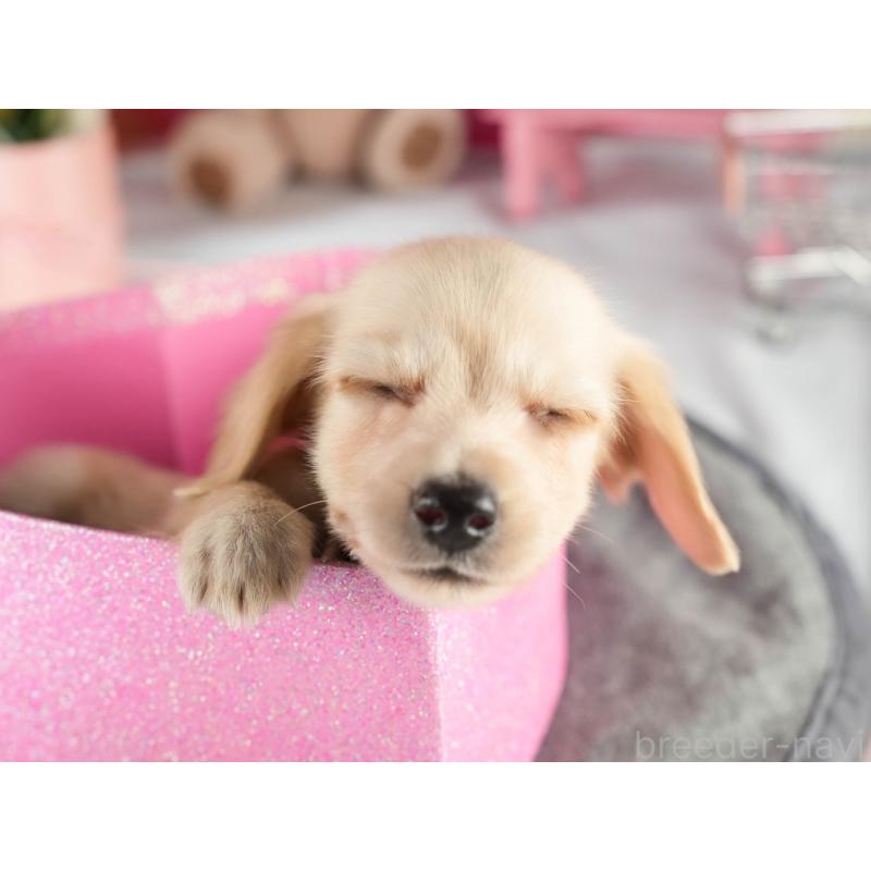 販売中の茨城県のカニンヘンダックスフンド(ロングヘアード)-452675の6枚目