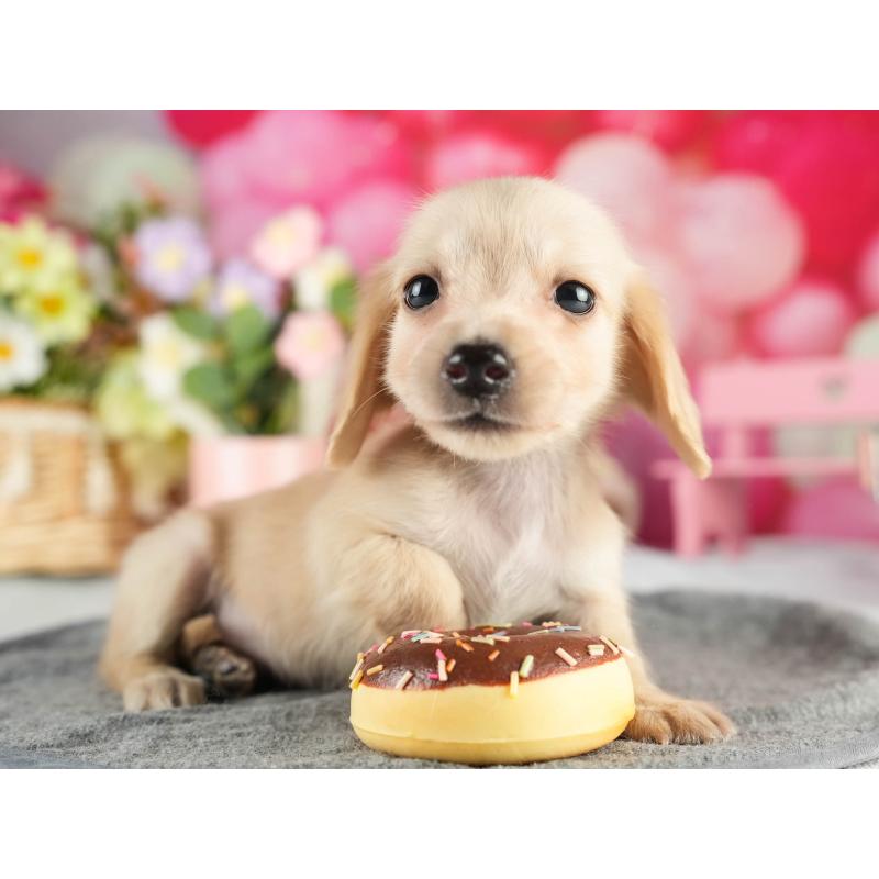 販売中の茨城県のカニンヘンダックスフンド(ロングヘアード)-452675の5枚目