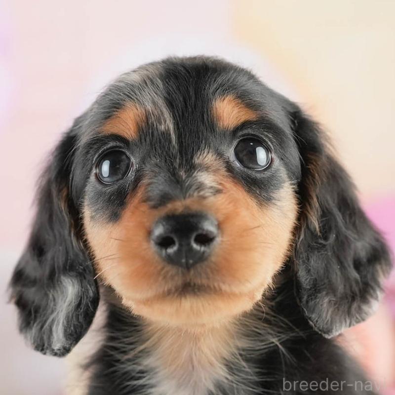 販売中の茨城県のミニチュアダックスフンド(ロングヘアード)-452672の9枚目