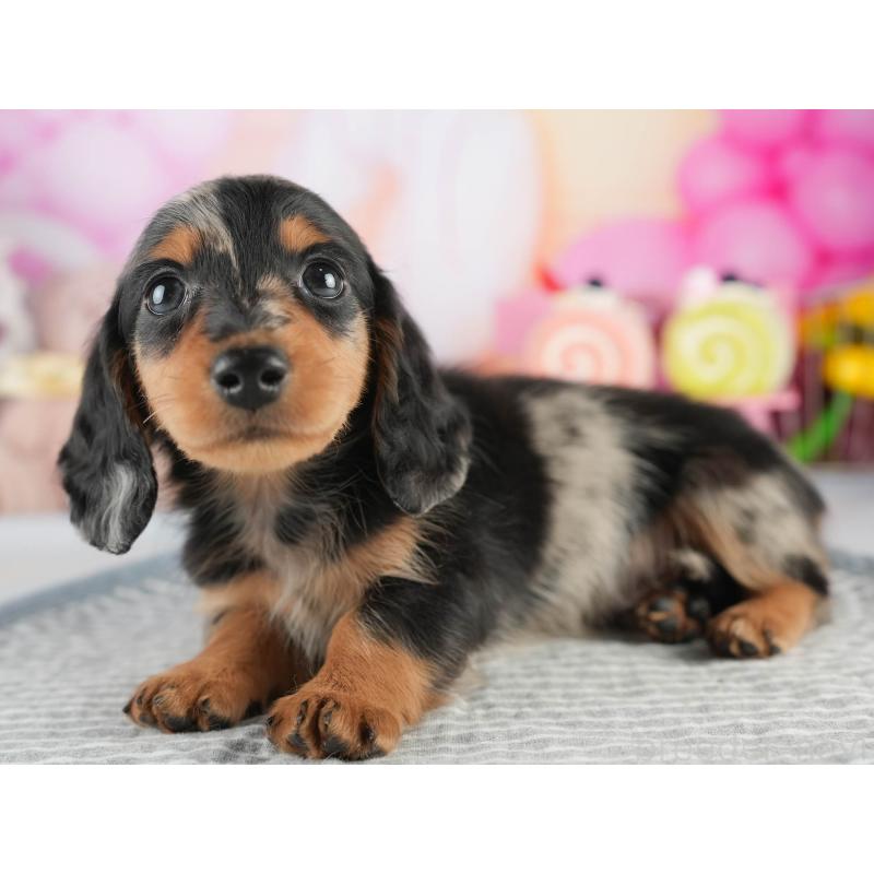 販売中の茨城県のミニチュアダックスフンド(ロングヘアード)-452672の6枚目