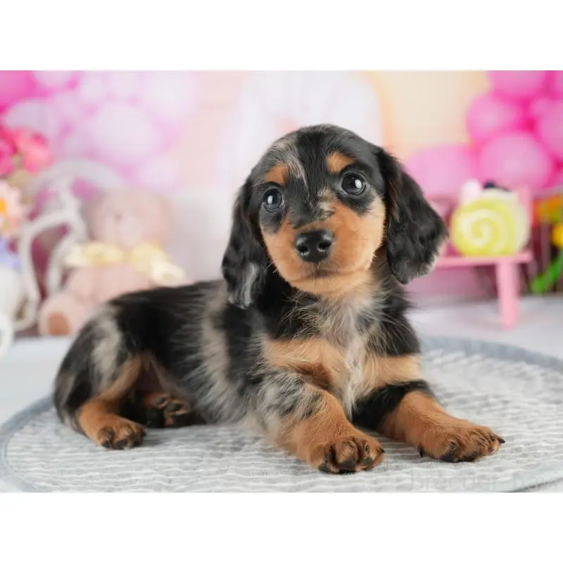 販売中の茨城県のミニチュアダックスフンド(ロングヘアード)-452672の5枚目