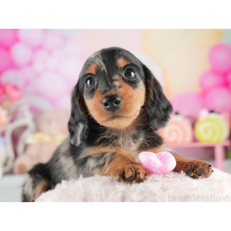 販売中の茨城県のミニチュアダックスフンド(ロングヘアード)-452672の4枚目