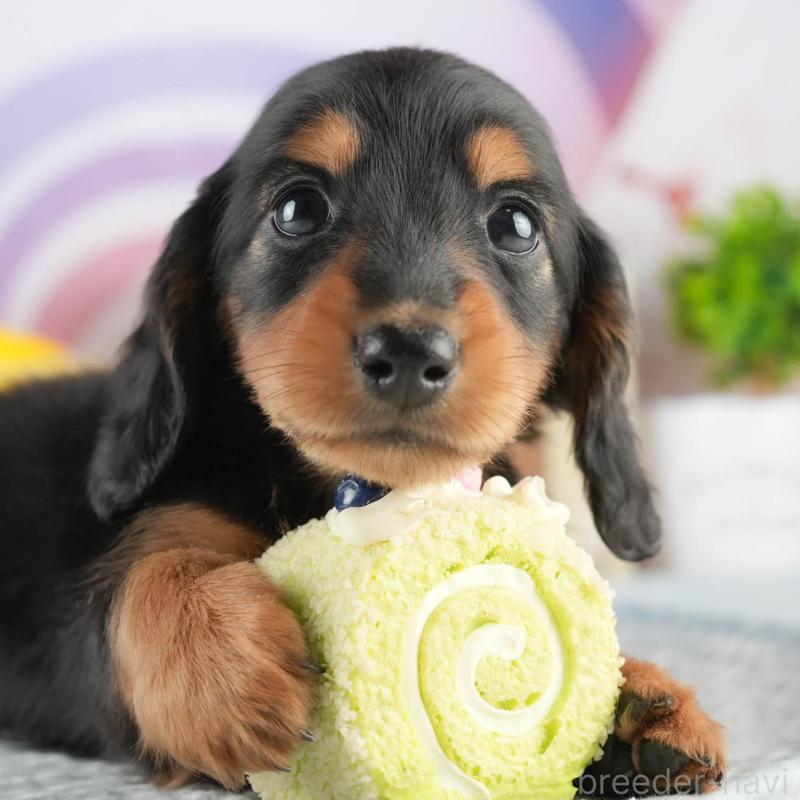 販売中の茨城県のミニチュアダックスフンド(ロングヘアード)-452670の9枚目