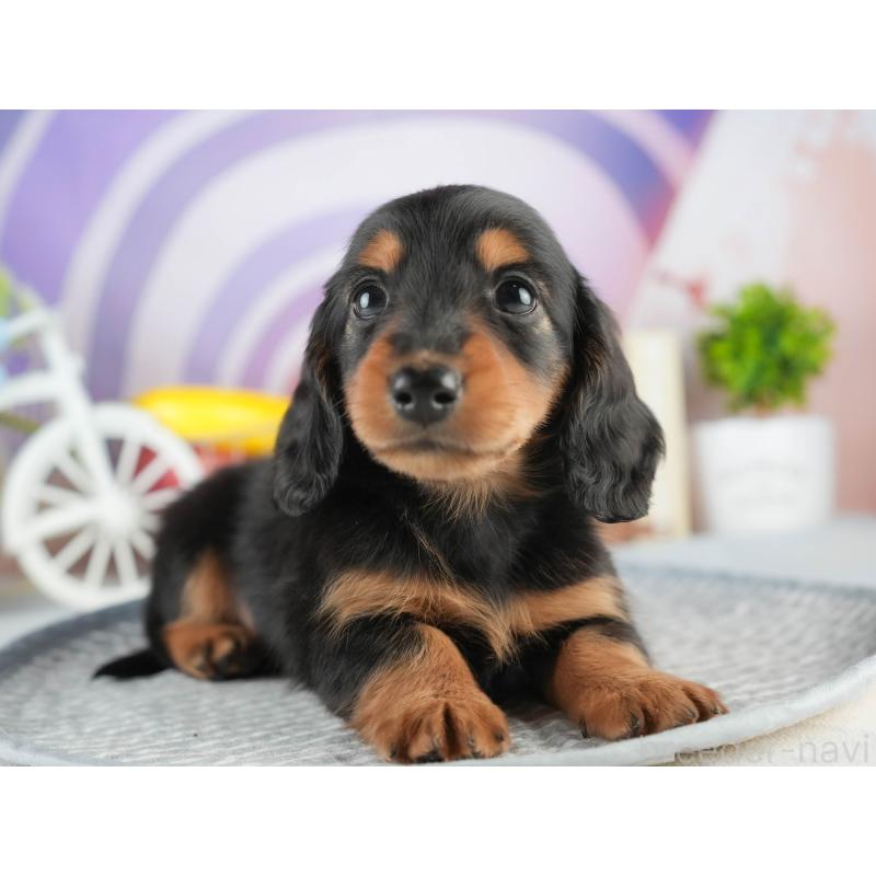 販売中の茨城県のミニチュアダックスフンド(ロングヘアード)-452670の8枚目