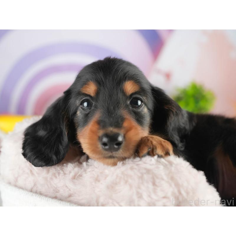 販売中の茨城県のミニチュアダックスフンド(ロングヘアード)-452670の7枚目