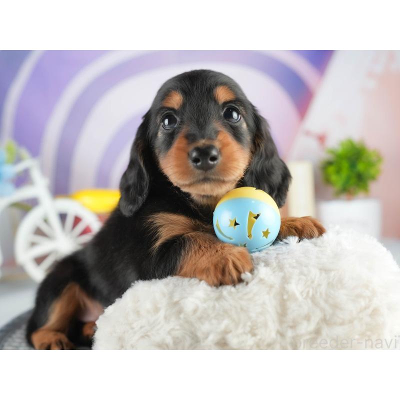 販売中の茨城県のミニチュアダックスフンド(ロングヘアード)-452670の6枚目