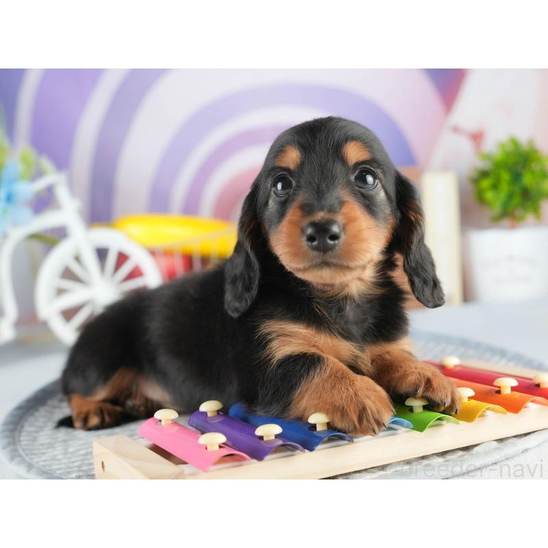 販売中の茨城県のミニチュアダックスフンド(ロングヘアード)-452670の5枚目