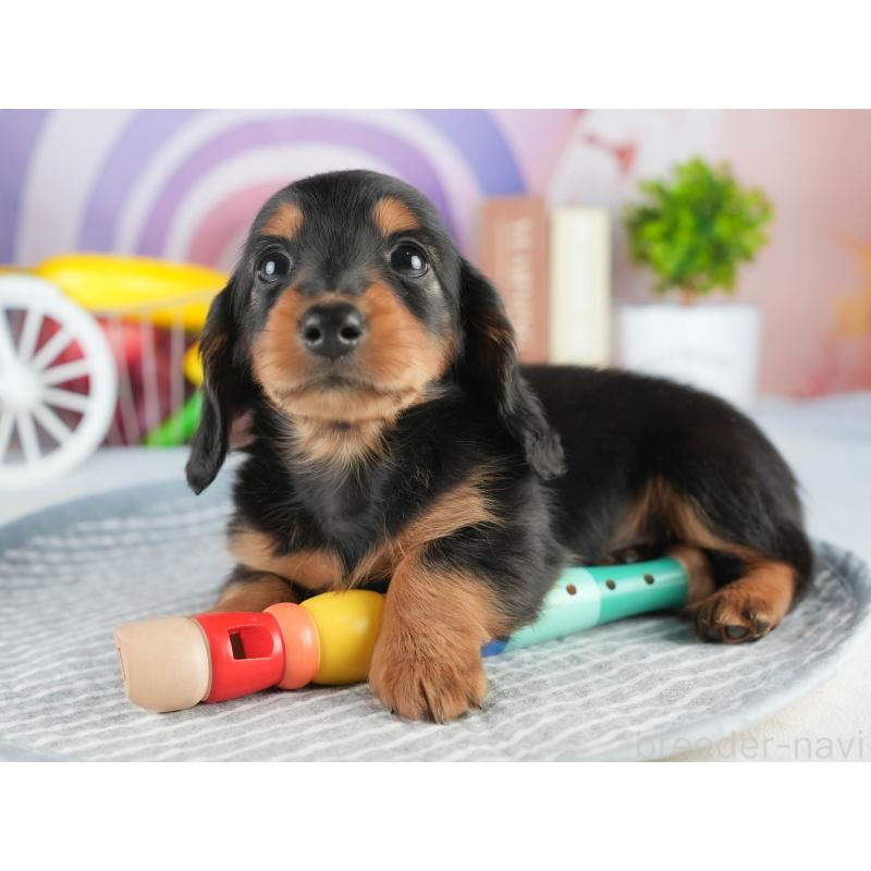 販売中の茨城県のミニチュアダックスフンド(ロングヘアード)-452670の4枚目