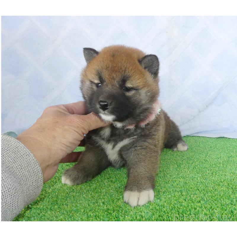 販売中の静岡県の柴犬-452438の3枚目