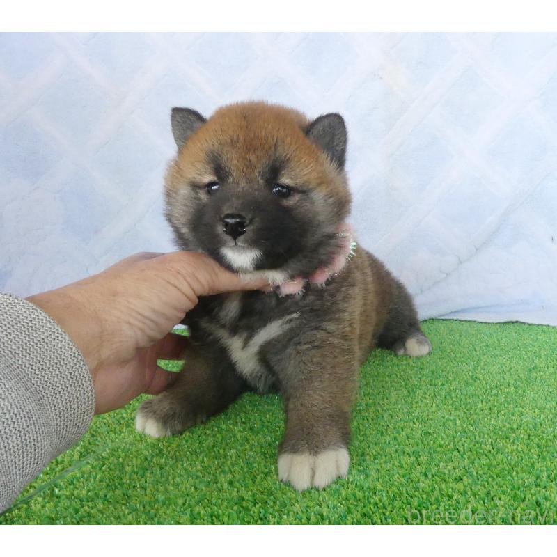 販売中の静岡県の柴犬-452438の2枚目