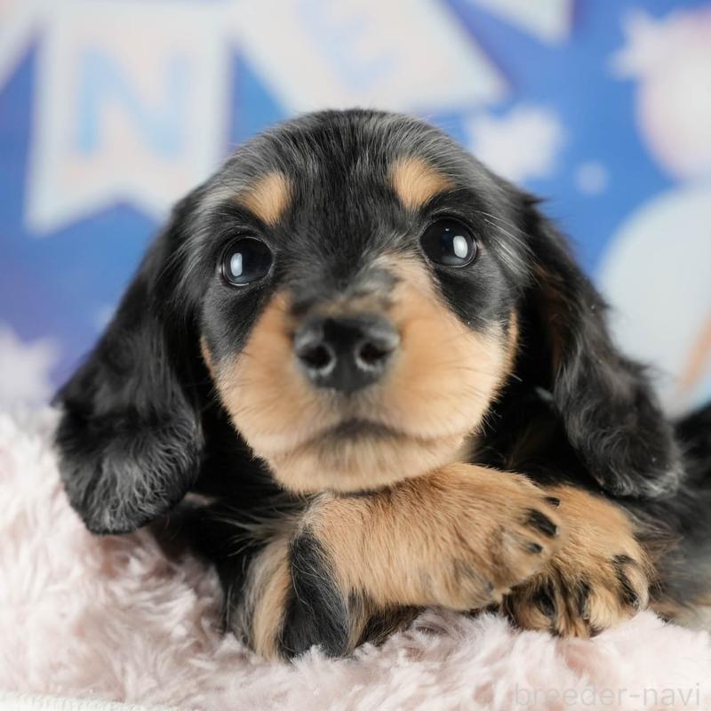 販売中の茨城県のミニチュアダックスフンド(ロングヘアード)-452668の9枚目