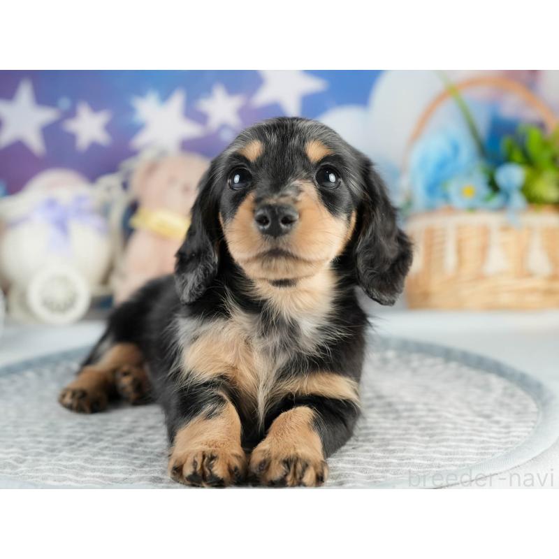 販売中の茨城県のミニチュアダックスフンド(ロングヘアード)-452668の8枚目