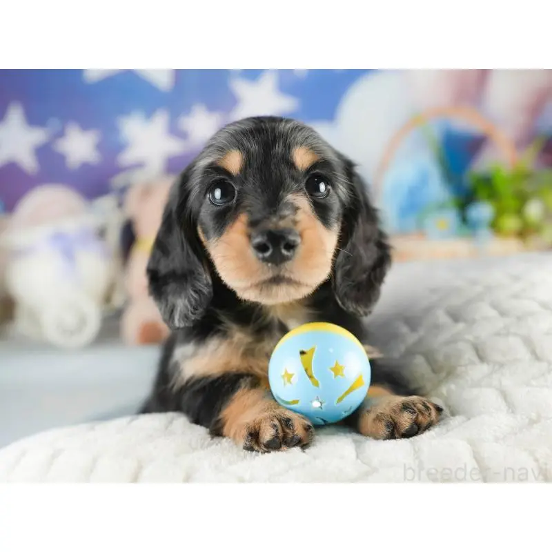 販売中の茨城県のミニチュアダックスフンド(ロングヘアード)-452668の6枚目