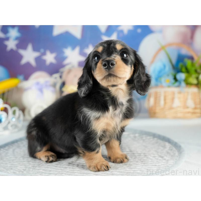 販売中の茨城県のミニチュアダックスフンド(ロングヘアード)-452668の5枚目