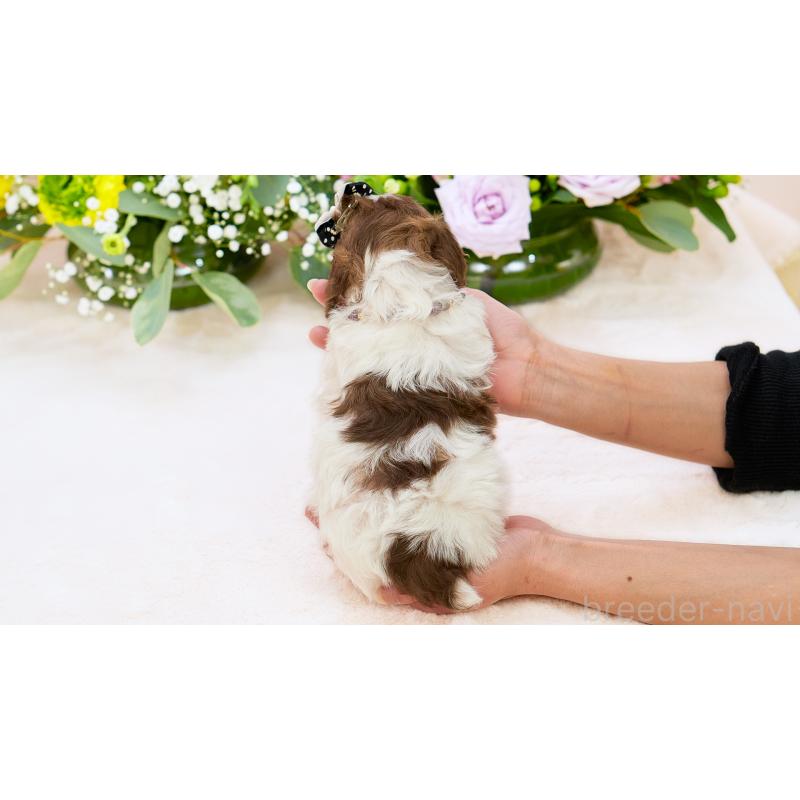 販売中の群馬県のティーカッププードル-452439の2枚目