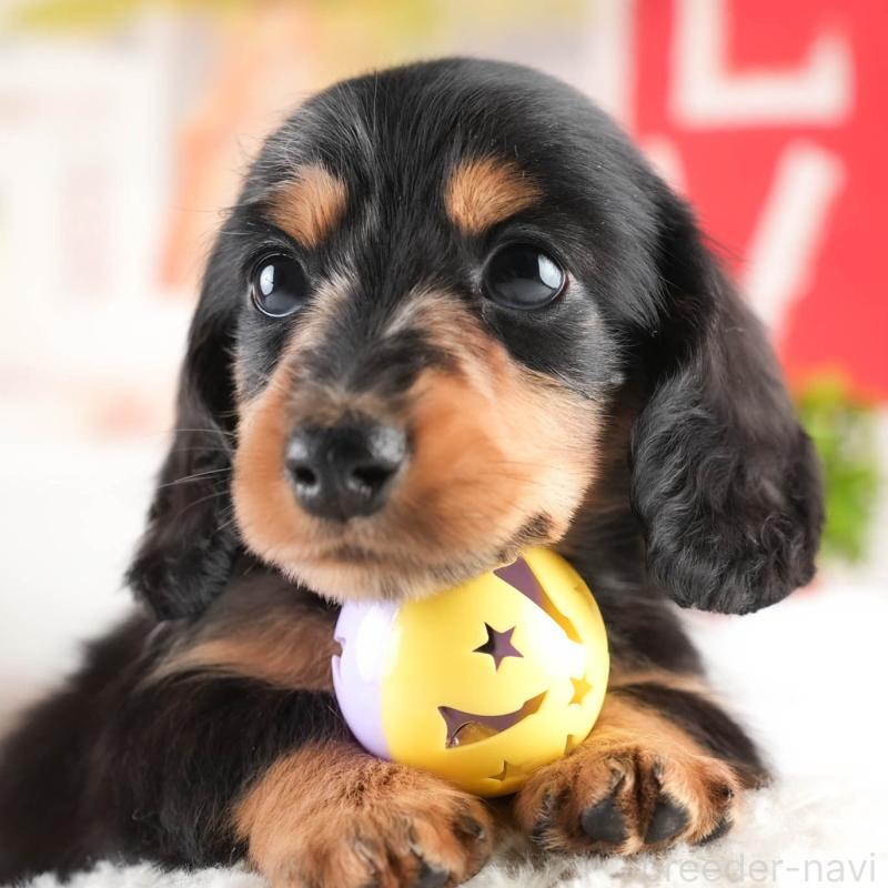 販売中の茨城県のミニチュアダックスフンド(ロングヘアード)-452664の9枚目