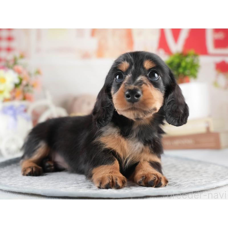 販売中の茨城県のミニチュアダックスフンド(ロングヘアード)-452664の8枚目