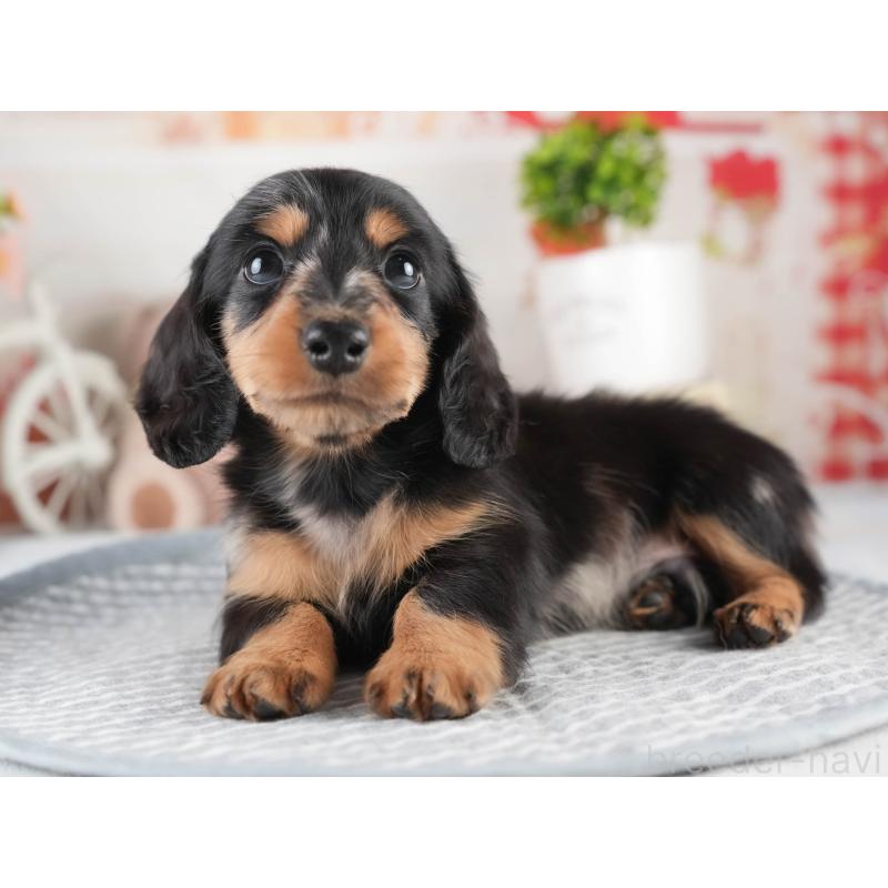 販売中の茨城県のミニチュアダックスフンド(ロングヘアード)-452664の6枚目