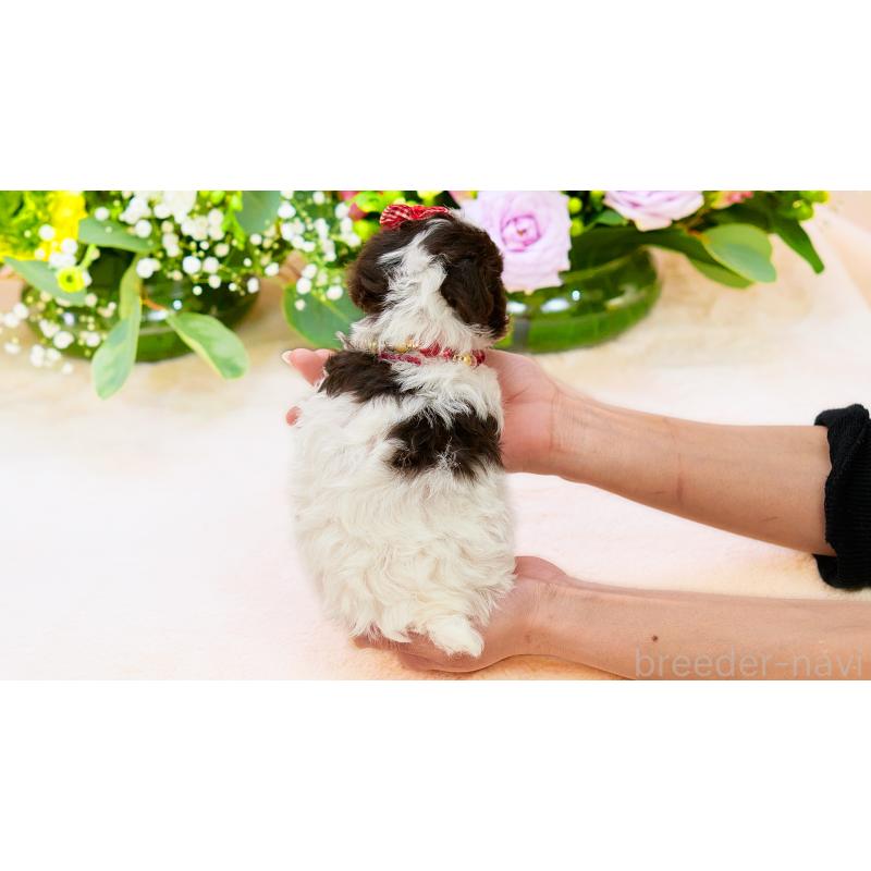 販売中の群馬県のティーカッププードル-452437の2枚目