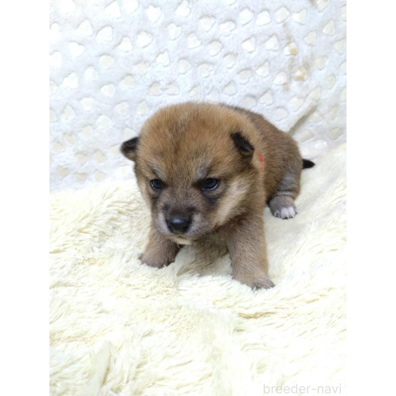 販売中の三重県の豆柴-452440の14枚目