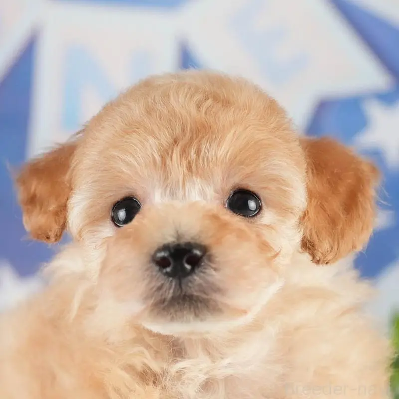 販売中の茨城県のトイプードル-452663の9枚目