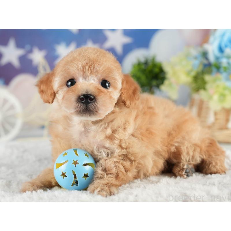 販売中の茨城県のトイプードル-452663の8枚目