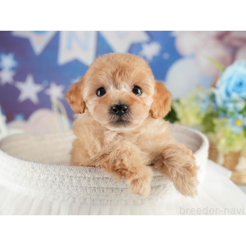 販売中の茨城県のトイプードル-452663の7枚目