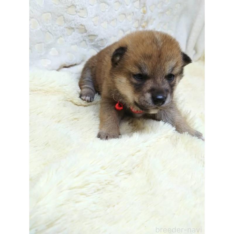 販売中の三重県の豆柴-452440の13枚目