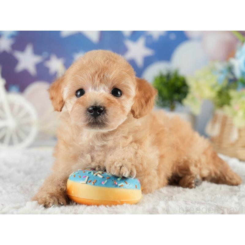 販売中の茨城県のトイプードル-452663の6枚目